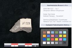 Foto (Objekt + Etikett) von Ulmophylon latifolium Ettingshausen (NHMW-GEO-2024-0188-10221)